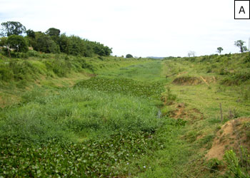 Figura 19 – Trechos do Canal do Rio Piuhi, prximos do terceiro lago, com nveis elevados de assoreamento e cobertos por vegetao aqutica densa