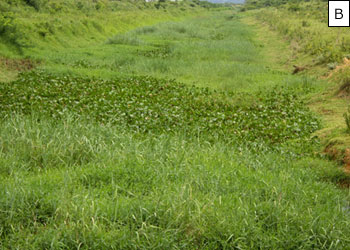 Figura 19 – Trechos do Canal do Rio Piuhi, prximos do terceiro lago, com nveis elevados de assoreamento e cobertos por vegetao aqutica densa