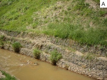Figura 21 – Estruturas de proteção/contenção das margens do ribeirão São Bartolomeu, município de Viçosa, MG: Gabião