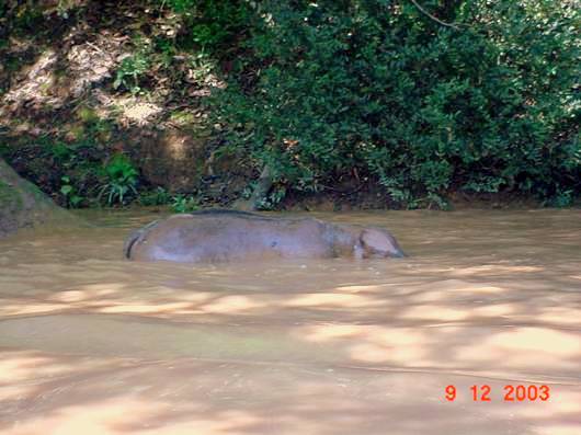 Figura 4 - Bovino morto jogado no rio Paranaba